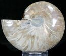 Crystal Lined Ammonite Fossil (Half) #22762-1